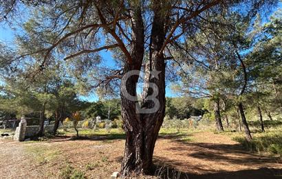 Menderes Yeniköy’de Satılık Tek tapu Tarla