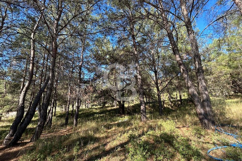 Menderes Yeniköy’de Satılık Tek tapu Tarla