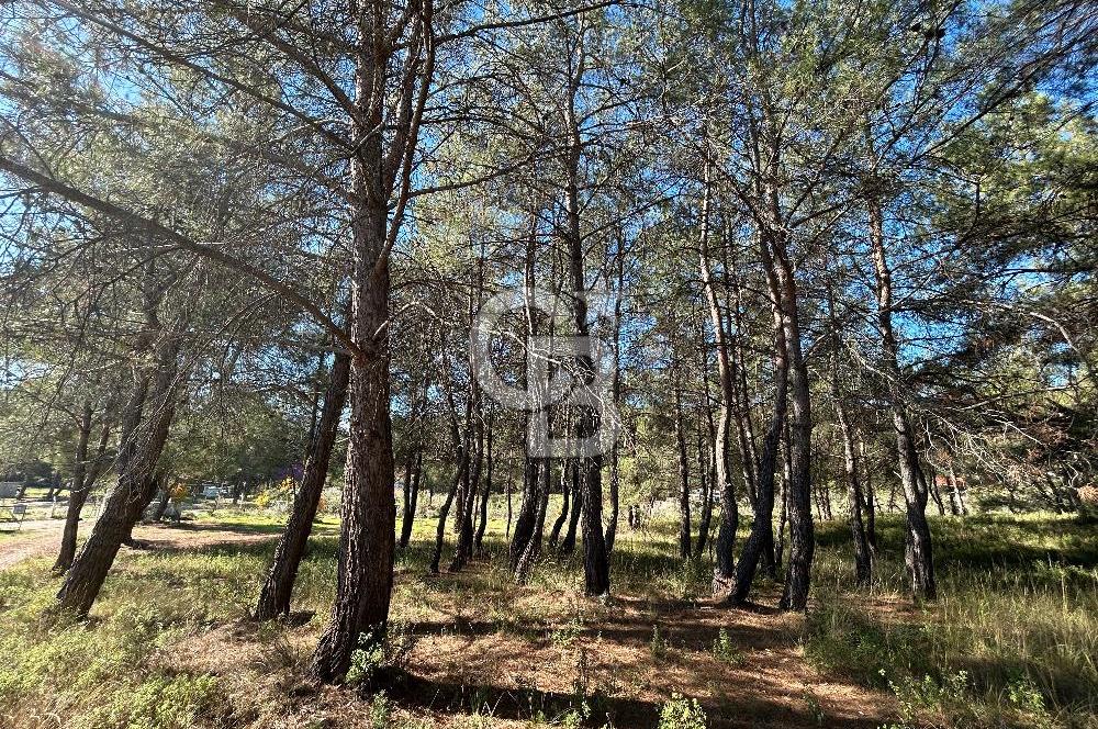 Menderes Yeniköy’de Satılık Tek tapu Tarla