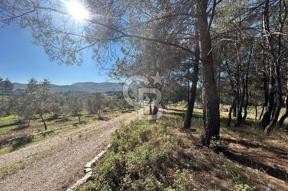 Menderes Yeniköy’de Satılık Tek tapu Tarla