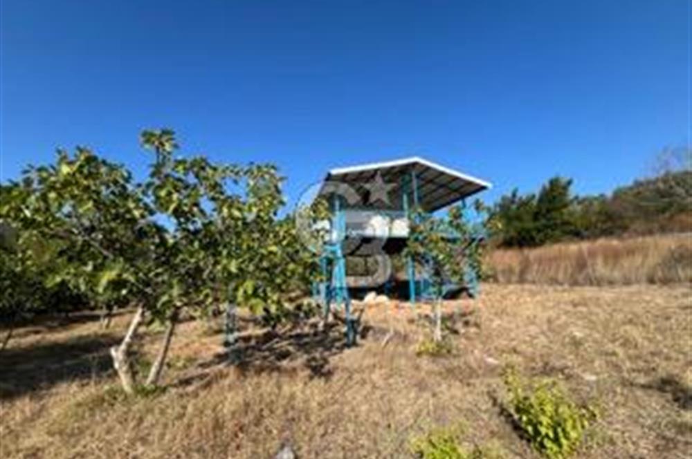 MUDANYA DEREKÖY'de DOĞAYLA İÇ İÇE BAĞ EVİ VE MEYVE BAHÇESİ