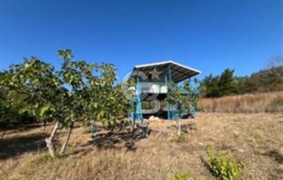 MUDANYA DEREKÖY'de DOĞAYLA İÇ İÇE BAĞ EVİ VE MEYVE BAHÇESİ