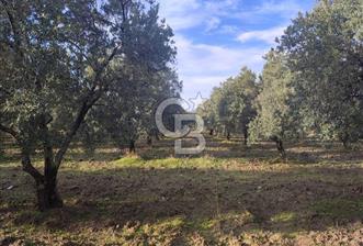 MANİSA KIRKAĞAÇ SATILIK ZEYTİNLİK - 7 - 320290