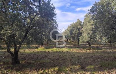 MANİSA KIRKAĞAÇ SATILIK ZEYTİNLİK