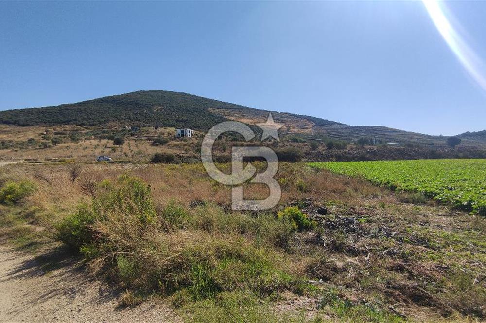 İZMİR TORBALI YENİKÖY SATILIK 2.410 M2 MÜSTAKİL TAPULU TARLA