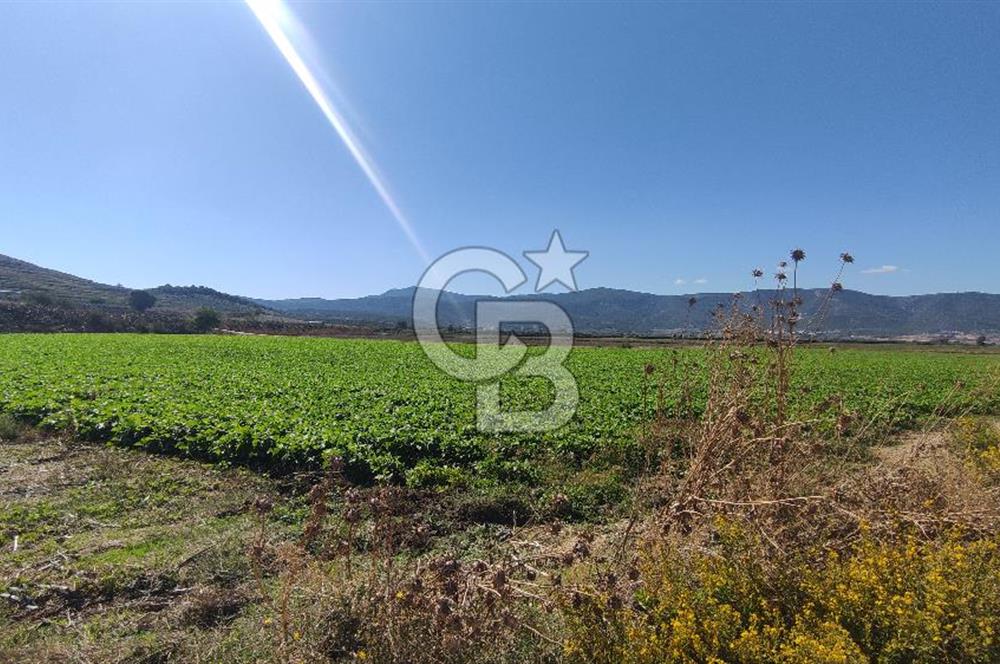 İZMİR TORBALI YENİKÖY SATILIK 2.410 M2 MÜSTAKİL TAPULU TARLA