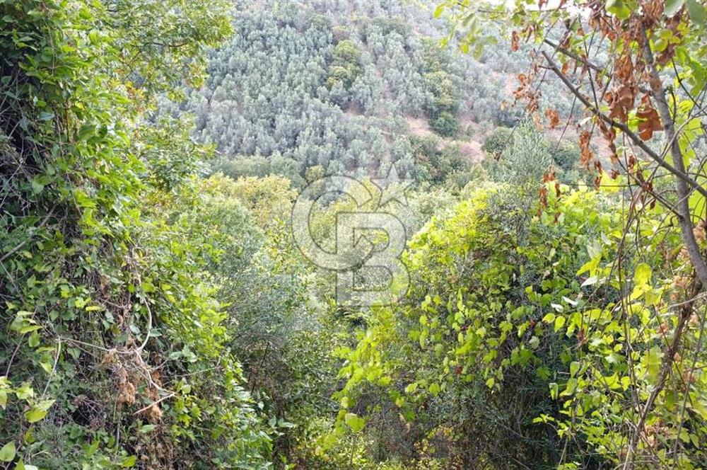 ORHANGAZİ DUTLUCA'DA 4.182 m2 SATILIK YATIRIMLIK FIRSAT ARAZİ