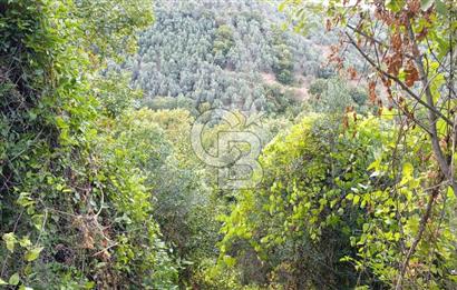 ORHANGAZİ DUTLUCA'DA 4.182 m2 SATILIK YATIRIMLIK FIRSAT ARAZİ