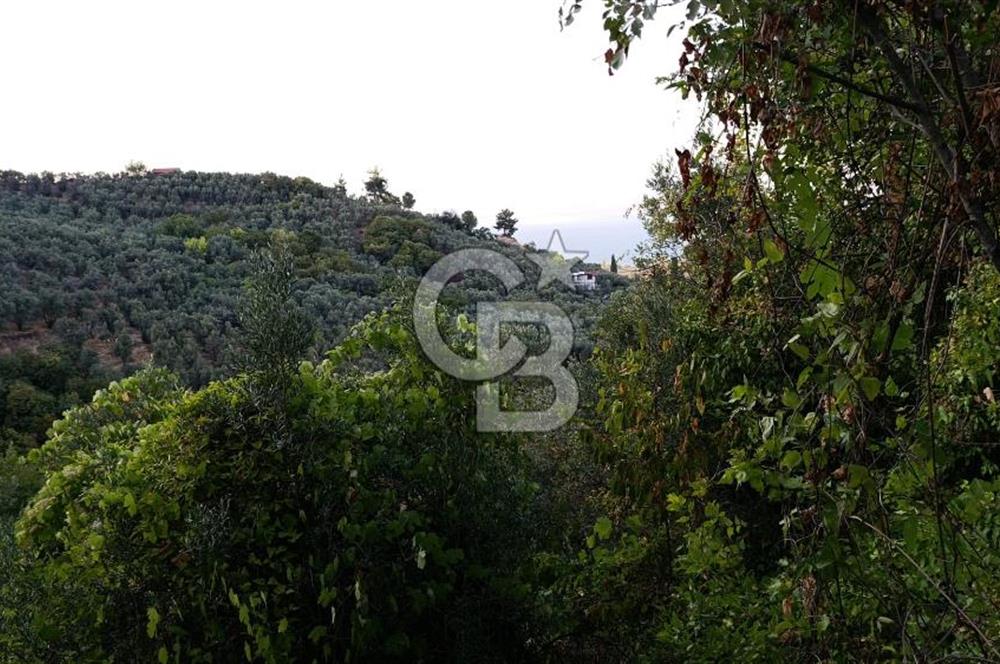 ORHANGAZİ DUTLUCA'DA 4.182 m2 SATILIK YATIRIMLIK FIRSAT ARAZİ