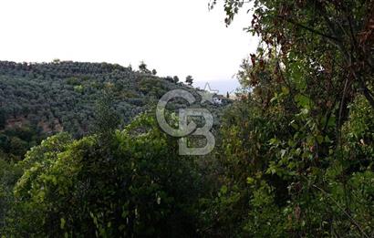 ORHANGAZİ DUTLUCA'DA 4.182 m2 SATILIK YATIRIMLIK FIRSAT ARAZİ