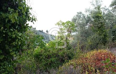 ORHANGAZİ DUTLUCA'DA 4.182 m2 SATILIK YATIRIMLIK FIRSAT ARAZİ