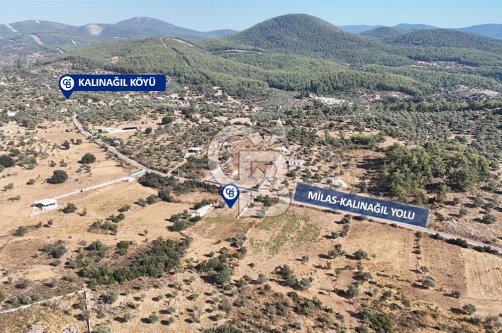 MUĞLA MİLAS KALINAĞIL KÖYÜ SATILIK 2.240M2 TEK TAPU TARLA