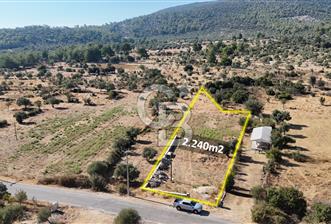 MUĞLA MİLAS KALINAĞIL KÖYÜ SATILIK 2.240M2 TEK TAPU TARLA - 1 - 320341