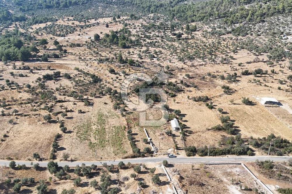MUĞLA MİLAS KALINAĞIL KÖYÜ SATILIK 2.240M2 TEK TAPU TARLA