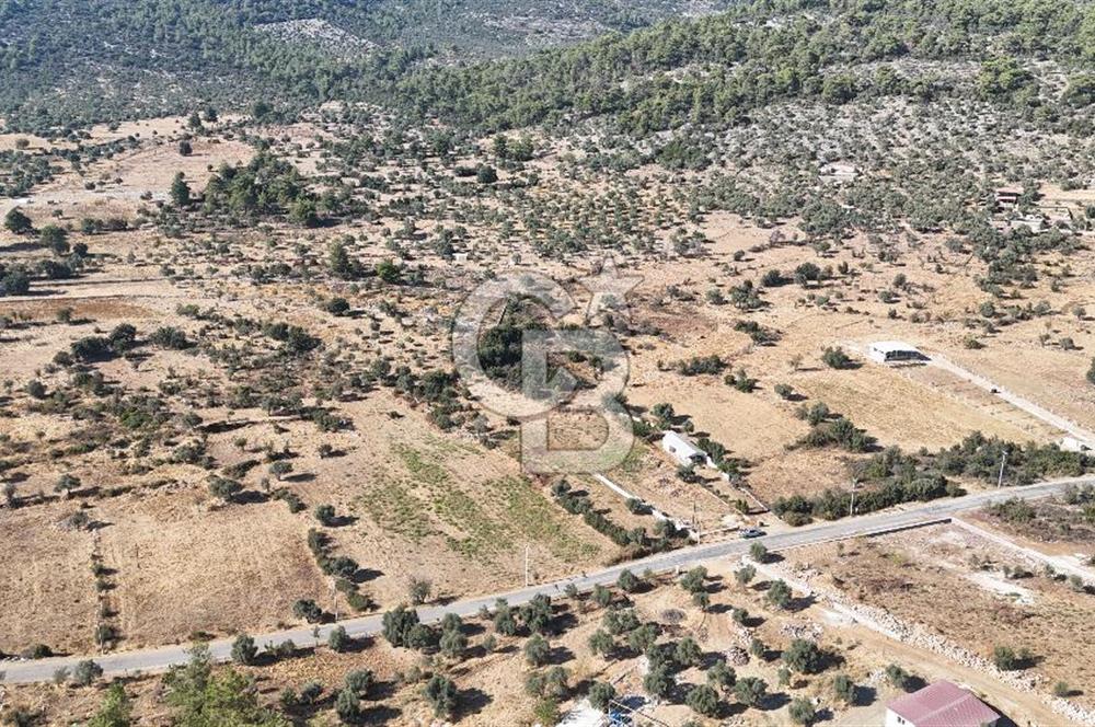MUĞLA MİLAS KALINAĞIL KÖYÜ SATILIK 2.240M2 TEK TAPU TARLA