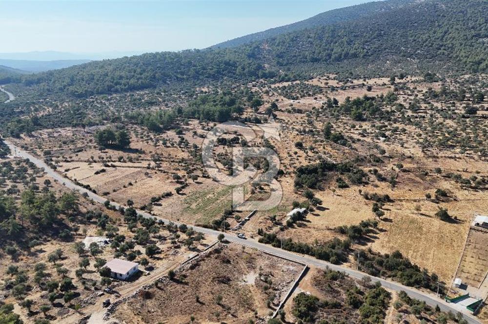 MUĞLA MİLAS KALINAĞIL KÖYÜ SATILIK 2.240M2 TEK TAPU TARLA