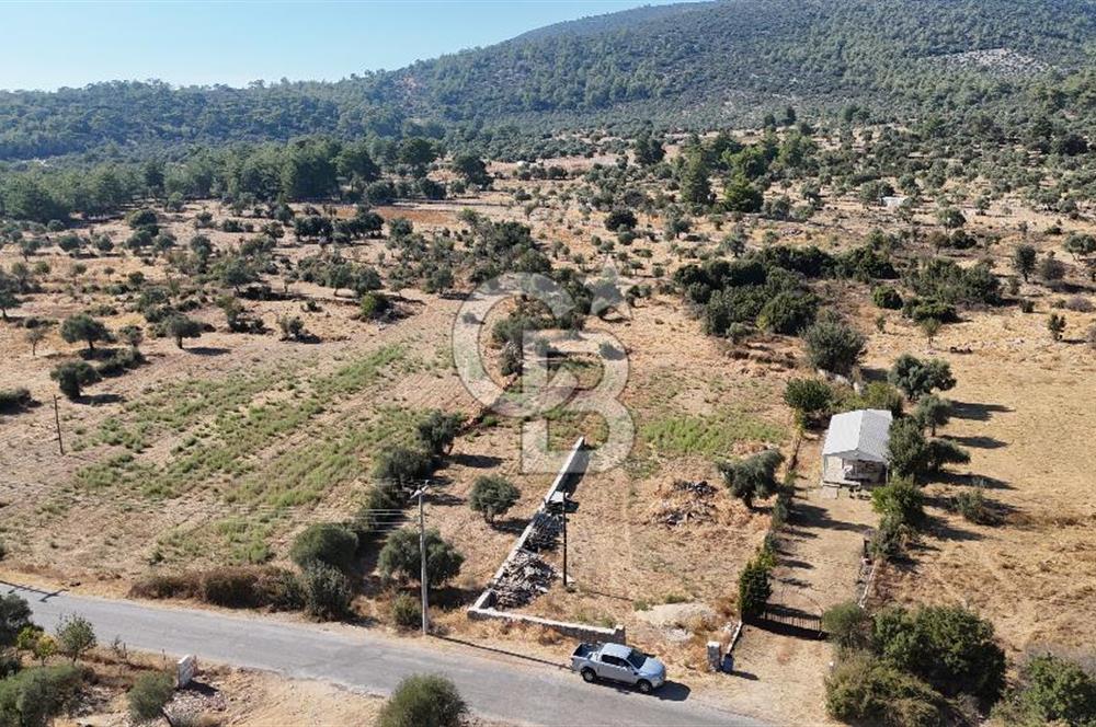 MUĞLA MİLAS KALINAĞIL KÖYÜ SATILIK 2.240M2 TEK TAPU TARLA