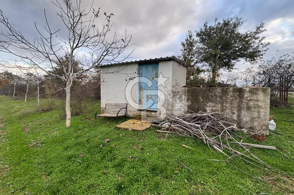 Çanakkale Salihler De 19373 M² Satılık Cevizlik !