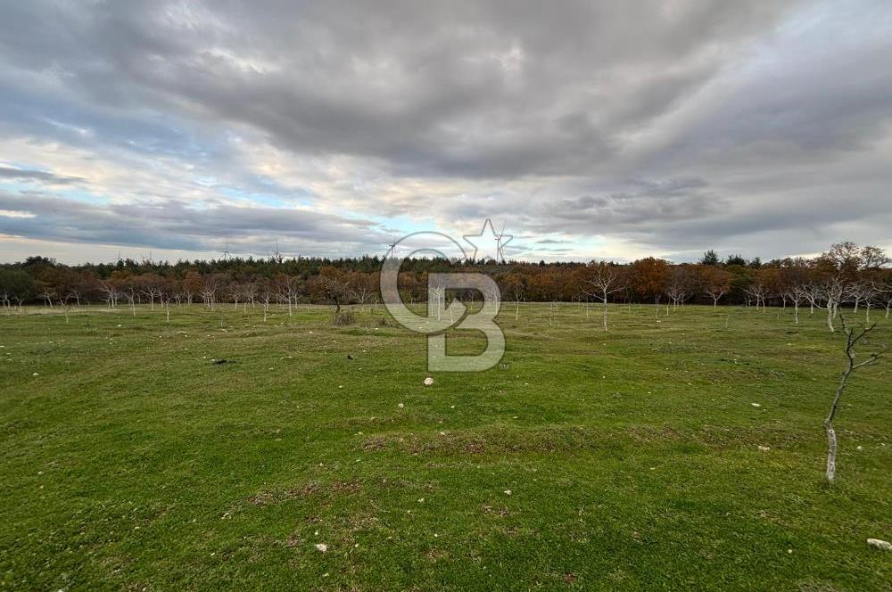 Çanakkale Salihler De 19373 M² Satılık Cevizlik !