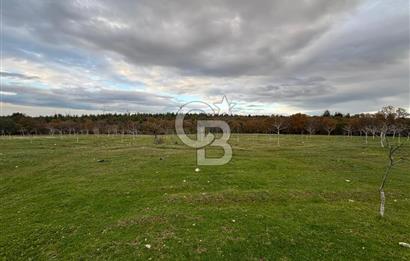 Çanakkale Salihler De 19373 M² Satılık Cevizlik !