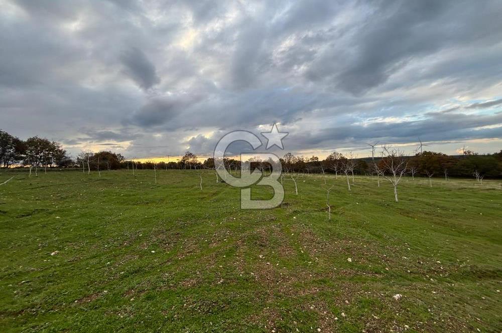 Çanakkale Salihler De 19373 M² Satılık Cevizlik !