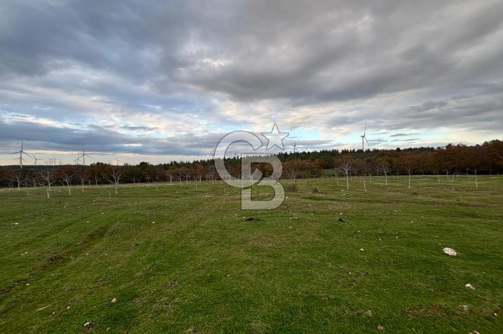 Çanakkale Salihler De 19373 M² Satılık Cevizlik !