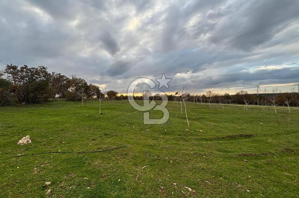 Çanakkale Salihler De 19373 M² Satılık Cevizlik !