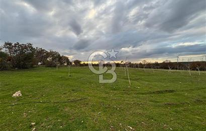 Çanakkale Salihler De 19373 M² Satılık Cevizlik !