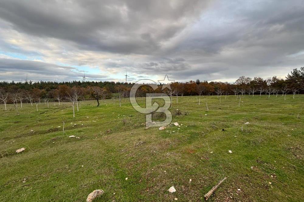 Çanakkale Salihler De 19373 M² Satılık Cevizlik !