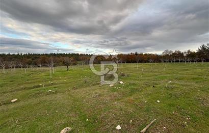 Çanakkale Salihler De 19373 M² Satılık Cevizlik !