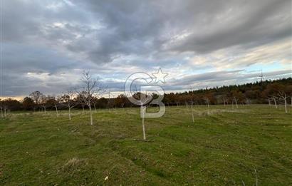 Çanakkale Salihler De 19373 M² Satılık Cevizlik !