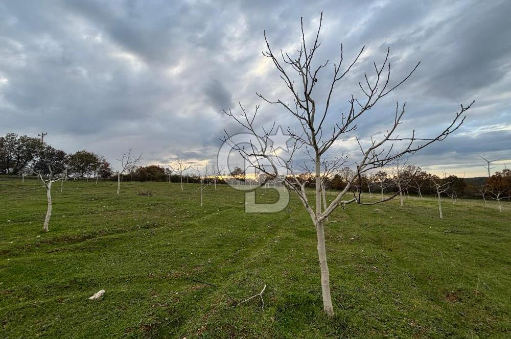 Çanakkale Salihler De 19373 M² Satılık Cevizlik !