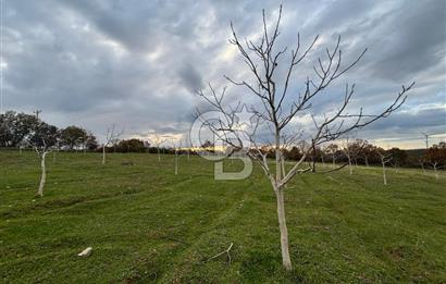 Çanakkale Salihler De 19373 M² Satılık Cevizlik !
