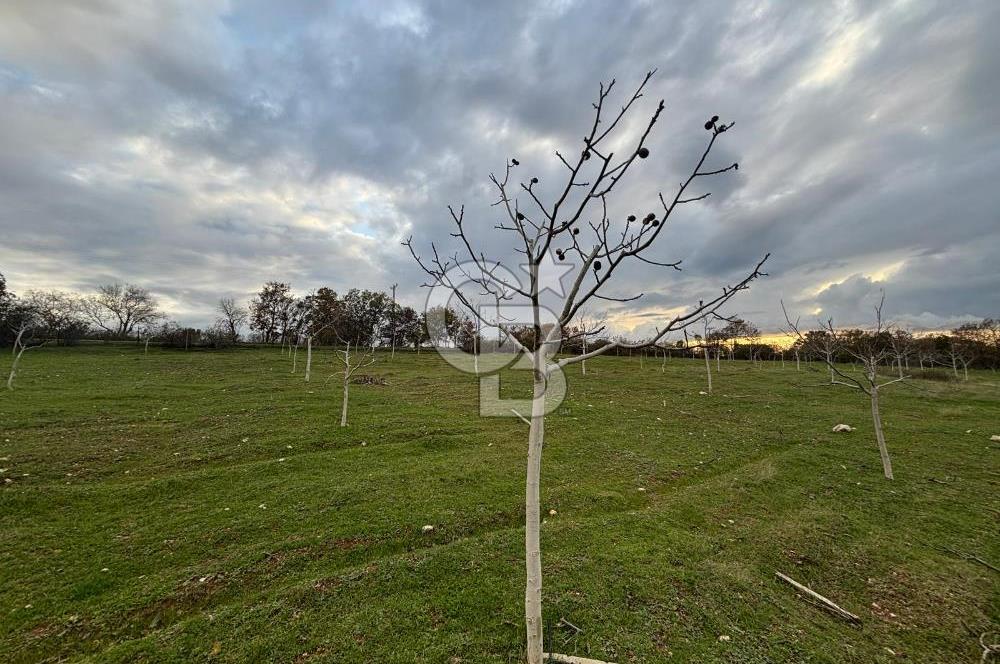 Çanakkale Salihler De 19373 M² Satılık Cevizlik !