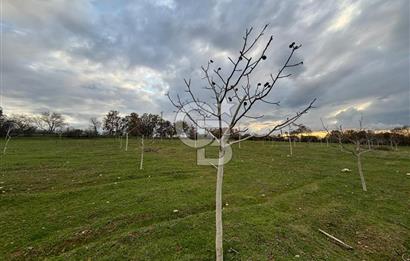 Çanakkale Salihler De 19373 M² Satılık Cevizlik !