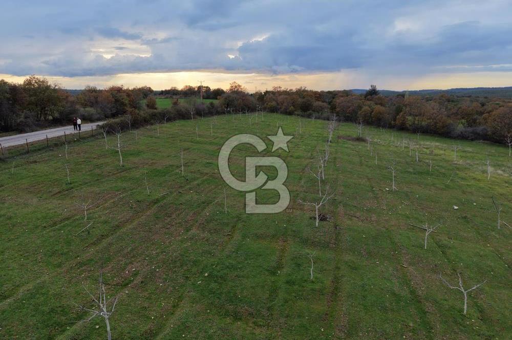 Çanakkale Salihler De 19373 M² Satılık Cevizlik !