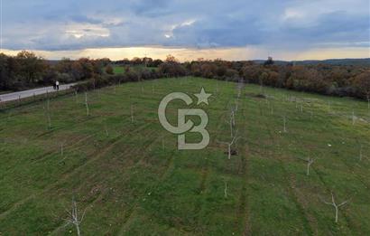 Çanakkale Salihler De 19373 M² Satılık Cevizlik !