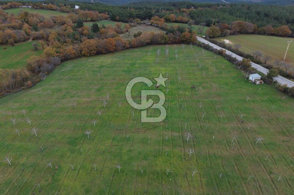 Çanakkale Salihler De 19373 M² Satılık Cevizlik !