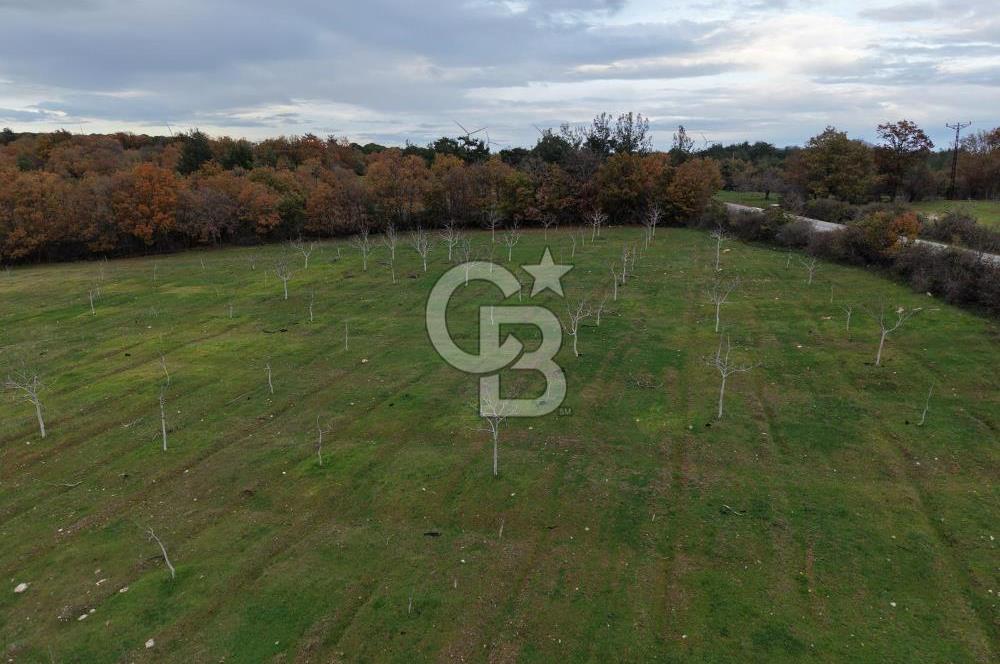 Çanakkale Salihler De 19373 M² Satılık Cevizlik !