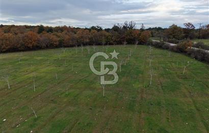 Çanakkale Salihler De 19373 M² Satılık Cevizlik !