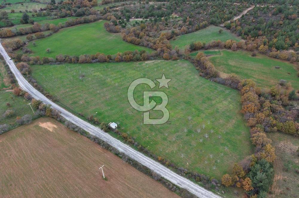 Çanakkale Salihler De 19373 M² Satılık Cevizlik !