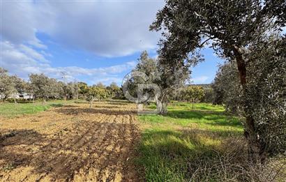 İzmir Tire Ayaklıkırında 1.742 m² Arsa