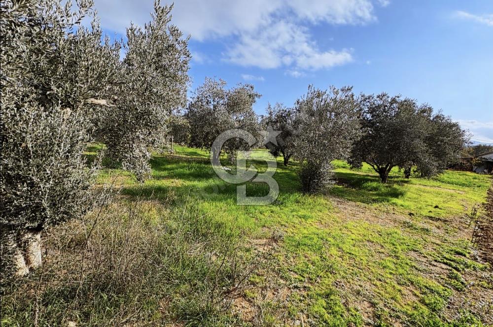 İzmir Tire Ayaklıkırında 1.742 m² Arsa