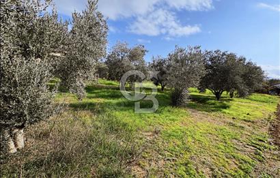 İzmir Tire Ayaklıkırında 1.742 m² Arsa