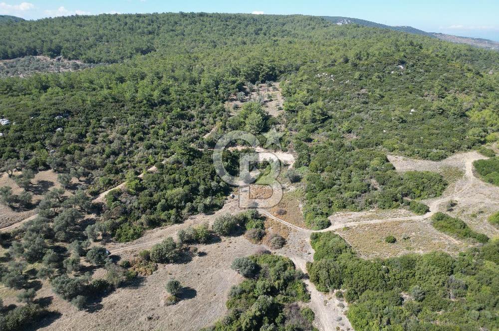 GÜZELBAHÇE ÇAMLIDA GELİŞMEKTE OLAN BÖLGEDE 7828 M2 TARLA