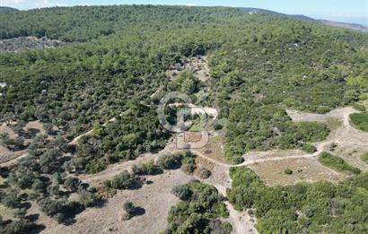 GÜZELBAHÇE ÇAMLIDA GELİŞMEKTE OLAN BÖLGEDE 7828 M2 TARLA