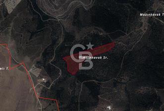 İMAR SINIRINDA SATILIK ZEYTİNLİK - 7 - 320504