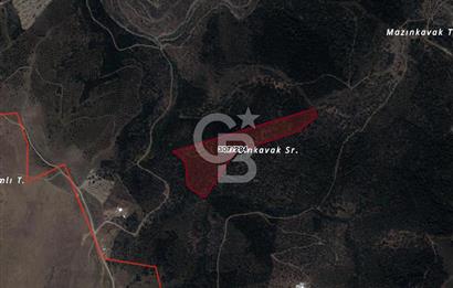 İMAR SINIRINDA SATILIK ZEYTİNLİK