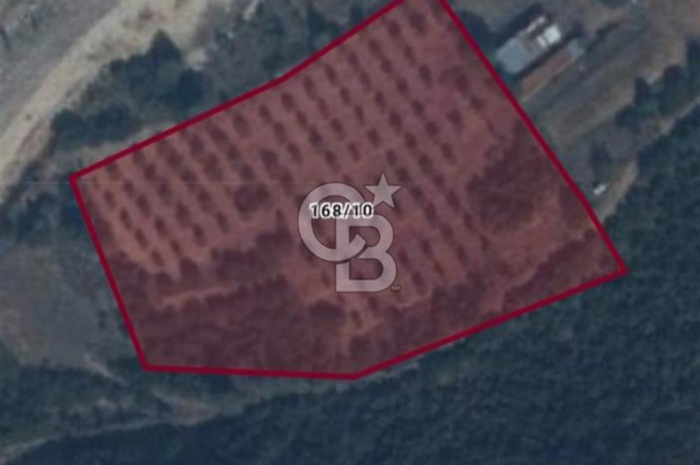 Bilecik,Aşağıköy,Kayı Boyunda otogara ve YHT ne yakın tarla