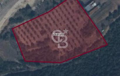 Bilecik,Aşağıköy,Kayı Boyunda otogara ve YHT ne yakın tarla